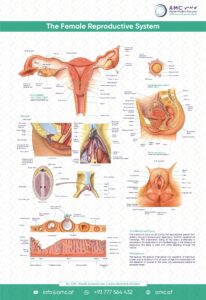 Female Reproductive system