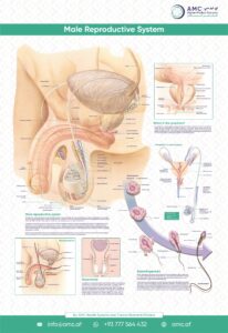 Male Reproductive system