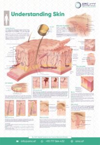 Understanding Skin
